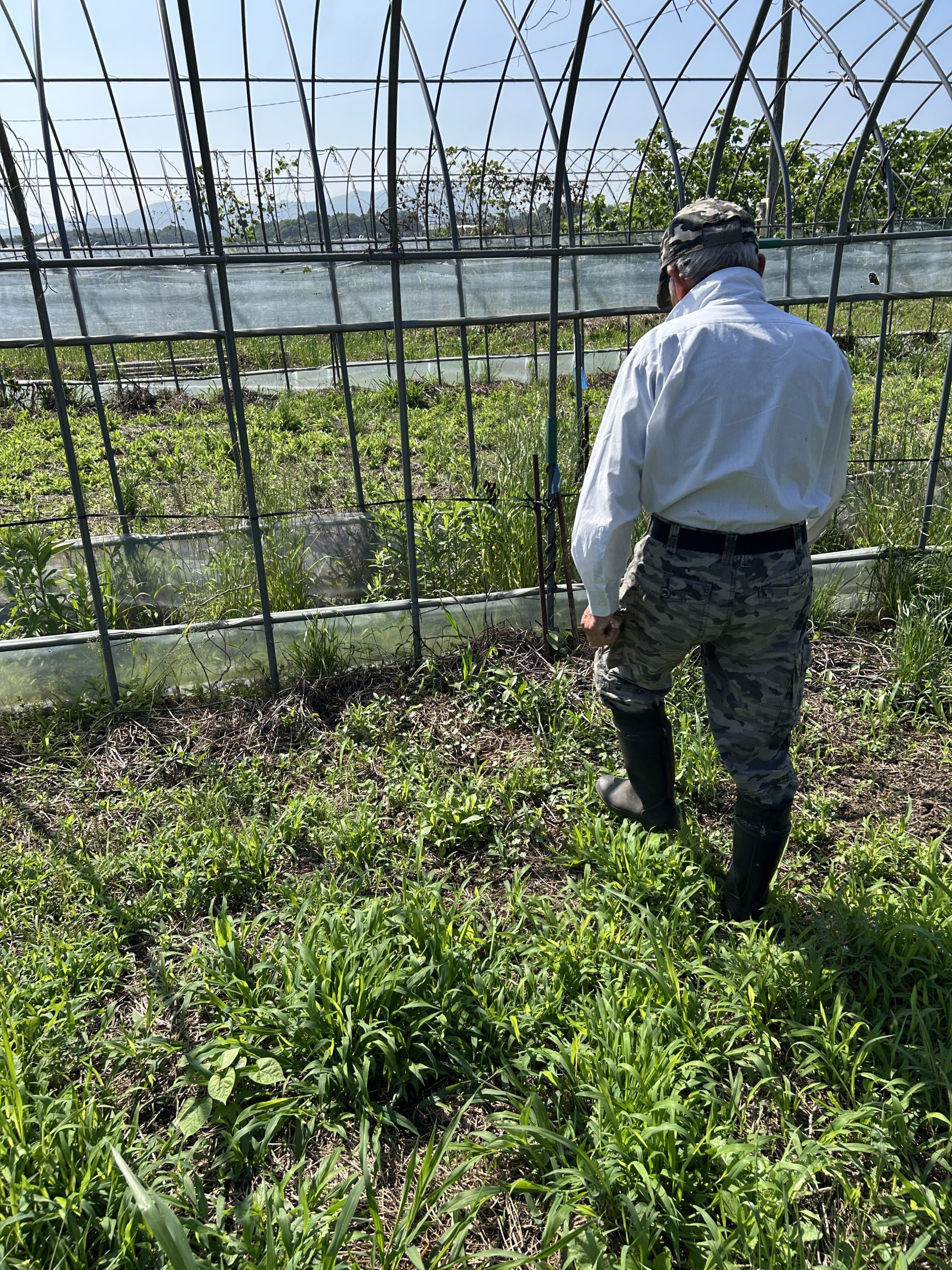 ムクナ豆畑の雑草管理の様子