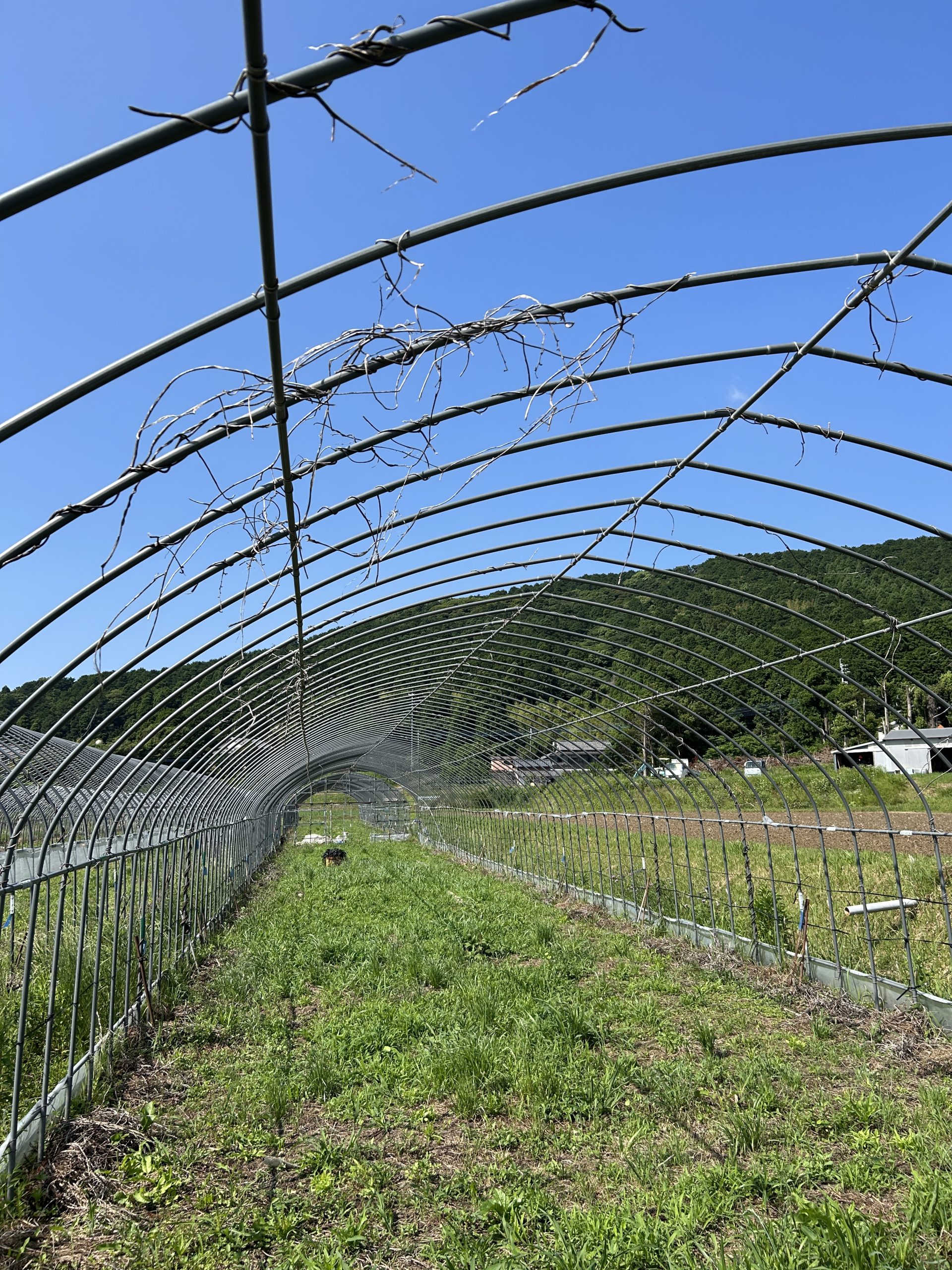 ムクナ豆のつるを支える支柱の様子